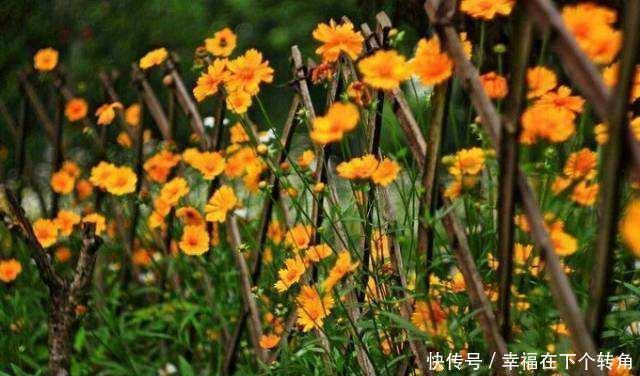  「快乐」篱笆小院住在乡村的快乐，你想体验吗！