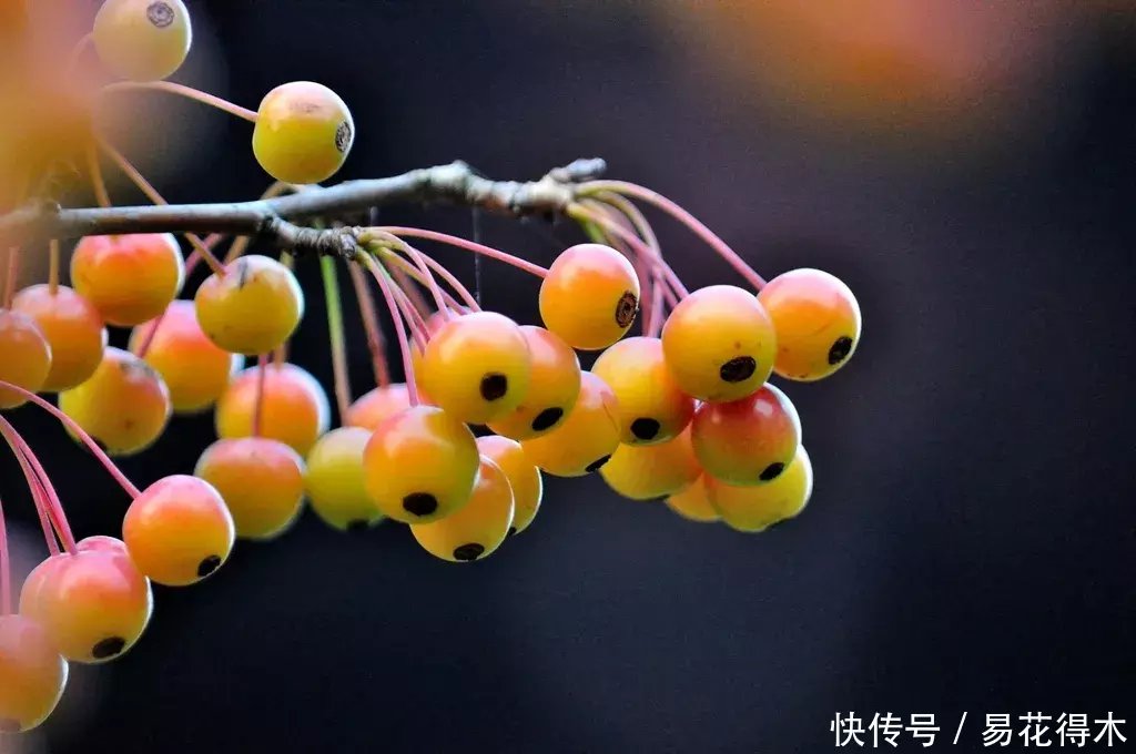 『变叶』海棠鉴赏|变叶海棠和花叶海棠的辨识与鉴赏