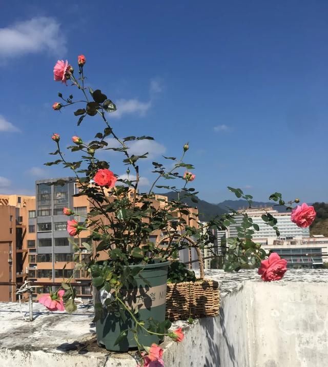  『丰花性好』狼家自育的表现到底如何，戳进来看看花友们的大实话