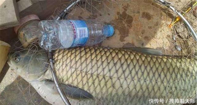 『条件』它在生活中很常见,用来钓鱼效果绝佳,但这些外在条件缺一不可!