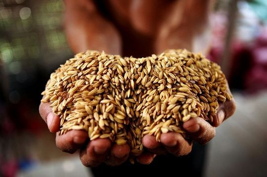  反对@未来中国，如果粮价涨到10元是好是坏为什么有农民会反对