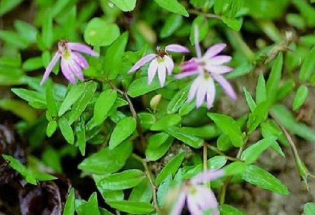 「植物」这植物的花只开一半,过去被当害草如今可以用来解蛇毒,药效极高