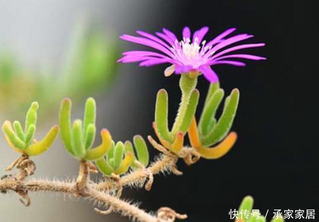 【枝干】叶子像可爱的兔耳,开花如雏菊般清新的枝干番杏,合理配土很重要