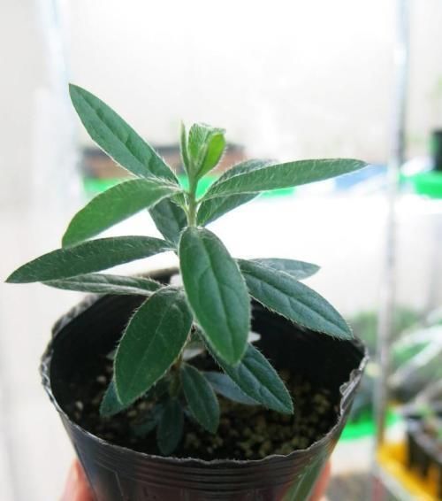  「插穗」杜鹃这样扦插，管理简单，成活率高，20天就生根！