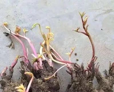  『冻不死』六种“冻不死”植物，沾土既活，放在家里满屋香！身体还会更健康