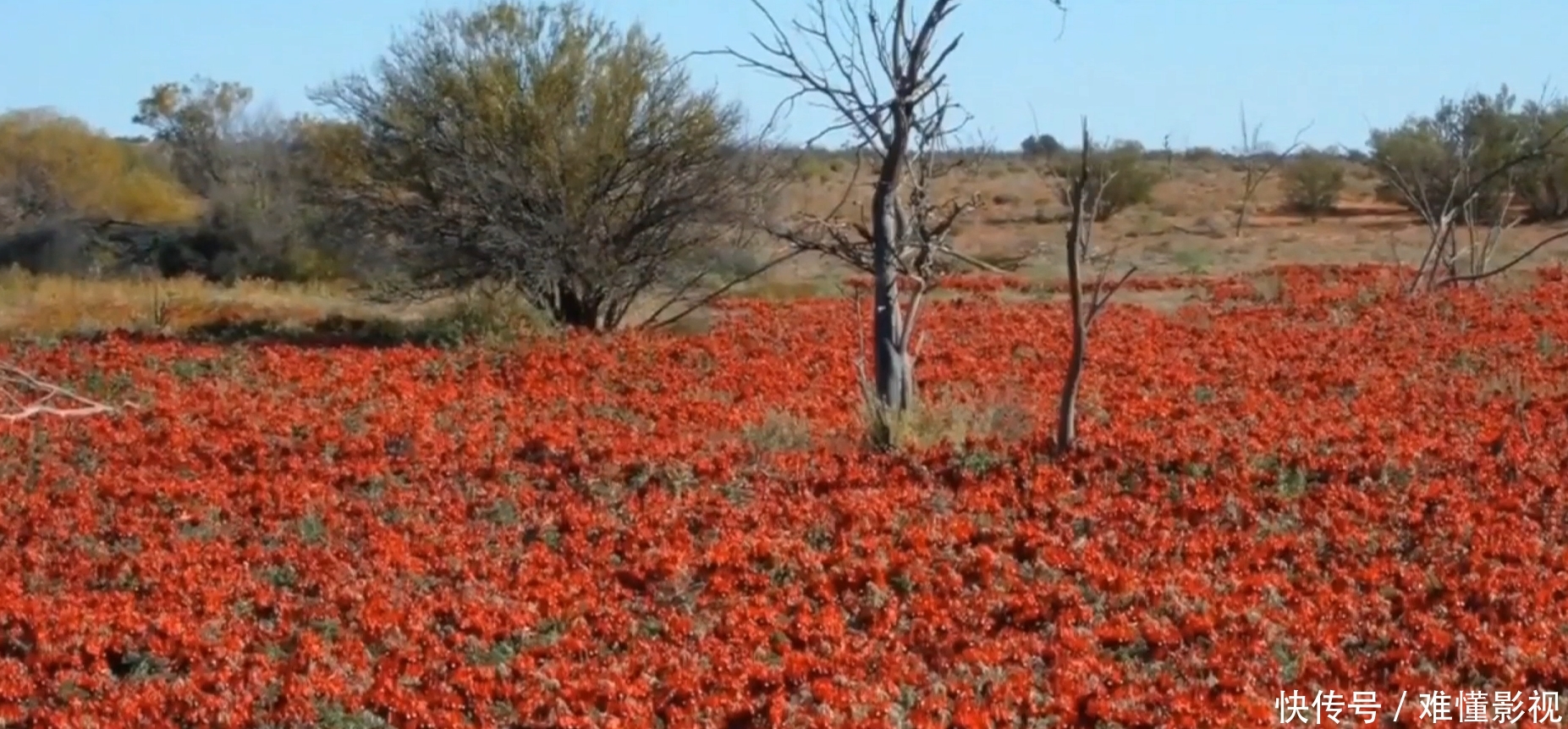 男子沙漠发现“彼岸花”？红花朵黑圆点，刚要细看却被吓了一跳