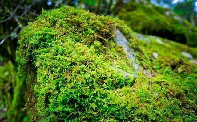 罕见! 被称为“神仙的居所”, 四川发现国内面积最大的绿石林!