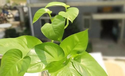  「好养活」绿萝总黄叶，别慌，给它补点“血”，叶片翠绿油亮
