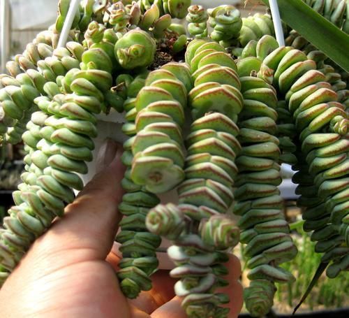 『古代的钱币』一种酷似一串串钱币的植物,这样养殖,株型奇特,玲珑可爱