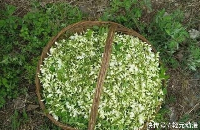  摘花：种植量越来越大，春季很多人摘花吃，颜色多样也别认错