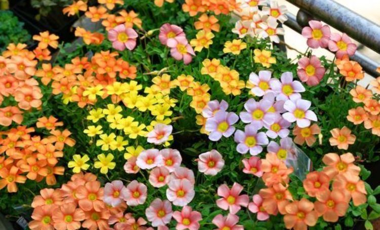  【鸢尾花】最有仙气的4种花，迷人的花朵，好养又漂亮，一开就是300多天！