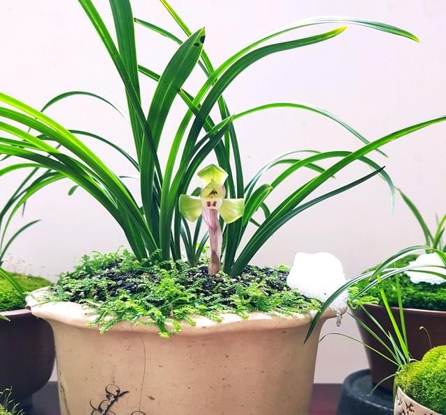  兰花：上盆一个月的兰花叶片一直发黄脱落，是正常兰花退草还是根腐病？