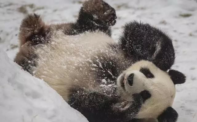 冷冷！寒潮已到达！你在发抖，国宝却不冬眠，连猴子都在泡温泉