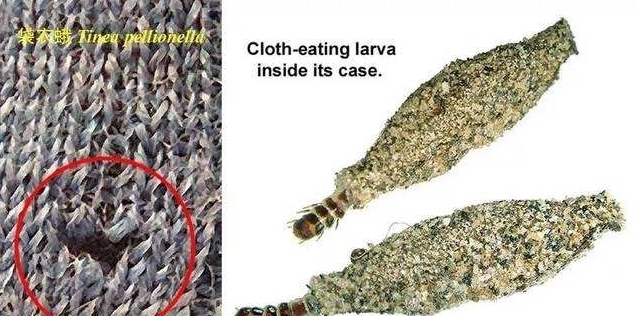 在家如果发现这样的虫子，千万别忽视，可以尽量避免损失