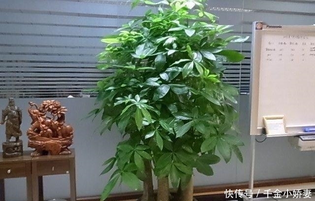 黄叶|发财树黄叶多、烂根不断?掌握“2怕”和“2勤”,叶片绿、长势猛