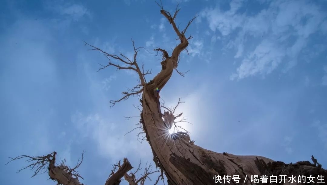 新疆醉美5大胡杨林，简直驶入童话世界，这份攻略请收下！