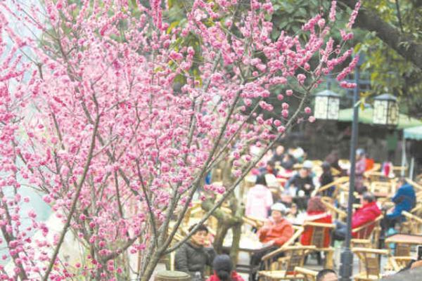 成都：城里城外 尽享“鲜花盛宴”