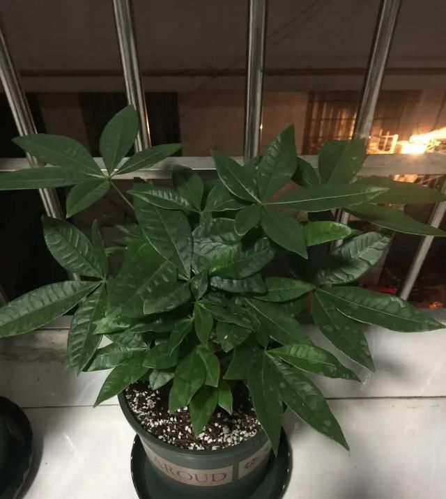  [发财树]房间里就养“6种花”,好看好养净化空气,一盆变多盆,省钱省力