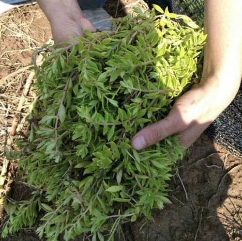 狗牙:1种多肉植物,人称“狗牙瓣”,常生长在河边,挖回家养,漂亮!