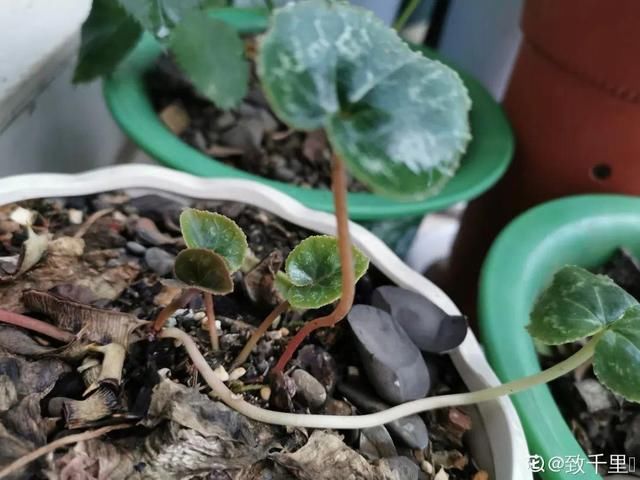  「烂根」天热了，8种花不能乱浇水，小心浇完就死
