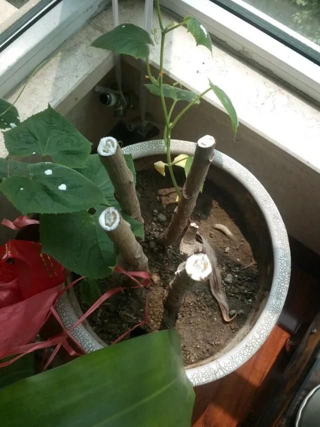  #散射光好#3种树，每月砍1刀，呼呼疯狂冒新芽！
