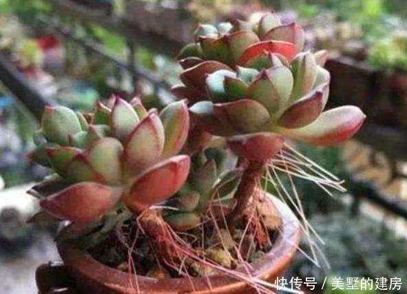 可爱的小:多肉长“气根”,只和“1件事”关系大,别弄错了