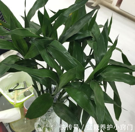 富贵竹怎么养才不发黄 t01f18d074bbb6a934c.png?size=442x432