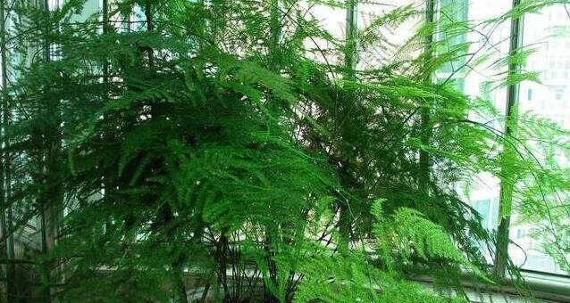 黄叶■养文竹一个浇水小窍门,叶子长的绿意盎然,再也不烂根黄叶了