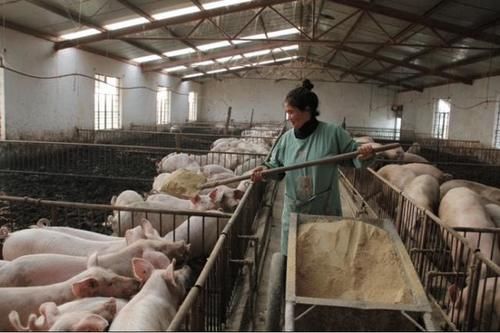  「大国」为什么美国是全球养猪大国？看看人家的猪粪处理，也许