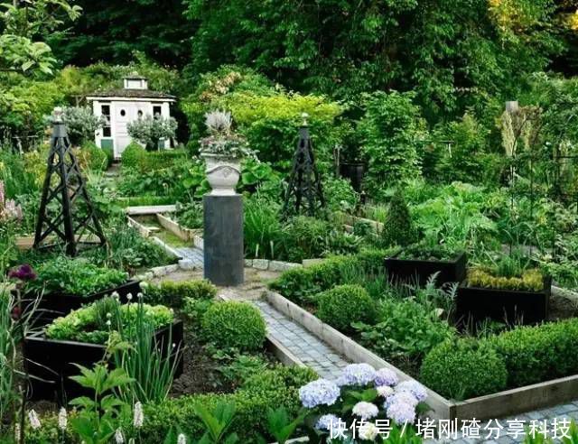 『蔬菜』有个花园不如种菜,菜能吃,花园也美,很棒的!