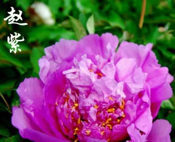  『牡丹』芍药和牡丹的区别图,看懂图就能轻松区分出来!