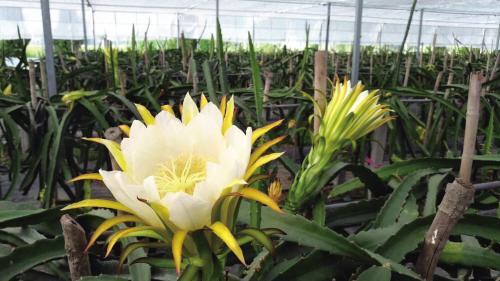 嘉善西塘95后小伙当起现代“新农民”