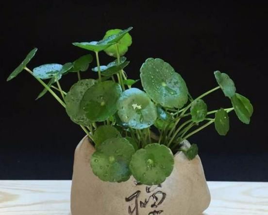  [春天]铜钱草春天长爆盆的秘诀，只要剪一刀，绿叶挤满盆一盆变多盆
