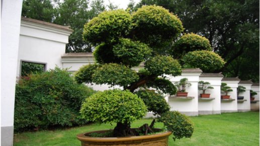  花期4：中式庭院景观设计中常用的15种绿化植物