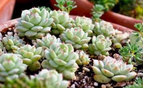  『随便』此几款多肉植物，随便养养就爆盆，繁殖能力特强，呆萌可爱又好养