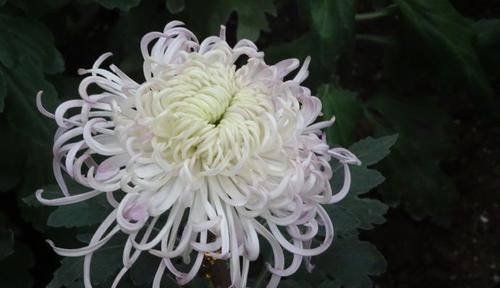 秀丽：喜欢菊花，首选“菊中珍品”碧海英姿，淡雅秀丽，妖娆妩媚！