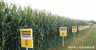 中国将取消进口美国转基因玉米, 改从乌克兰购买!