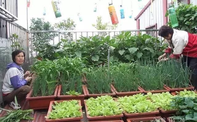  #吃不完#阳台这样种菜, 一年到头摘个不停, 吃不完还能送人!