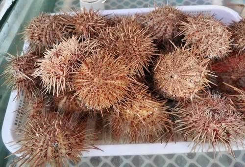 节前东港探海鲜：价格略涨还是便宜，商家说几个节日赚钱平时微利