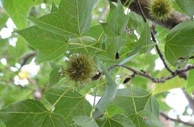  木材|这棵树在农村很常见，树高郁葱葱，农民是无用的木材时，不知道果实是宝贝