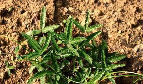 这种野草，农民用它的根泡酒喝，对腿有好处！