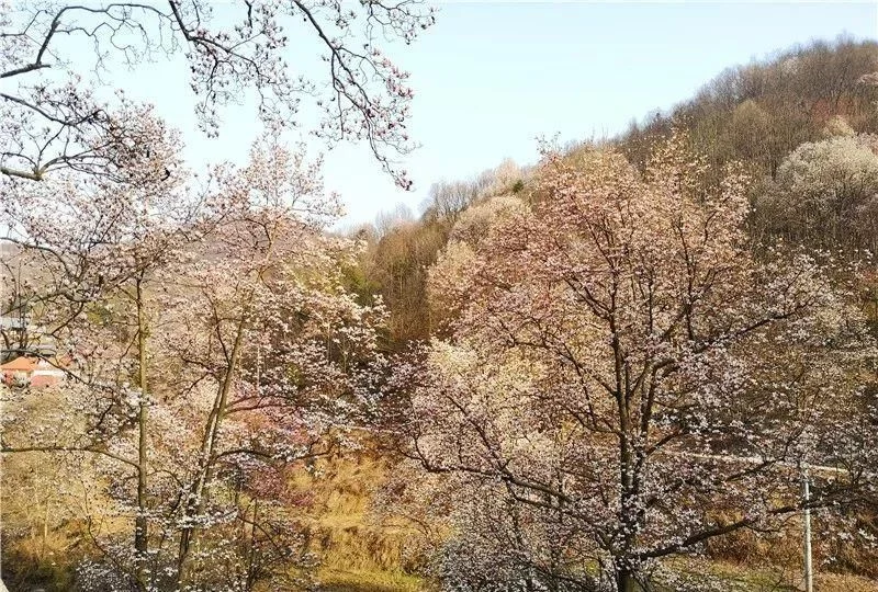 3月,低调六安意外爆红!一组照片,全国人民都被美哭了!【2020热门旅游景点】