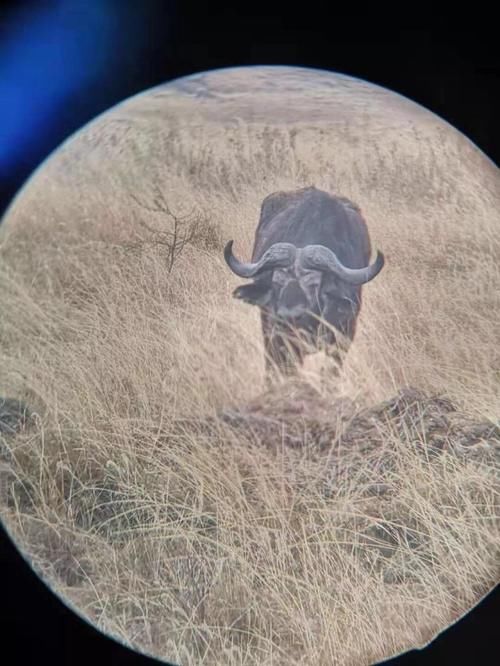 不远万里花费万余元只为看一眼山地大猩猩,这样极致的非洲游体验