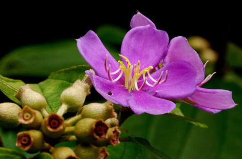 农村这种野生植物不但果实味道爽甜，价值用也很多，你有见过没