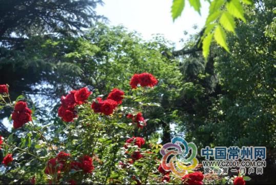 「月季」科普环节:520您送出的玫瑰,它可能是朵月季