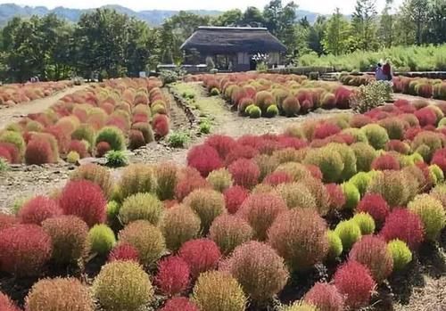  [地麦]1种野草像“绿球”，被称为“地麦”，以往野地里常见，如今珍贵