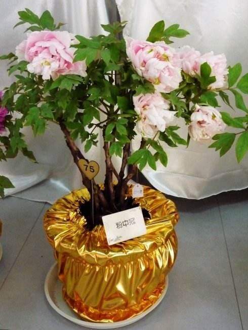 “无声的诗，立体的画”，家养一盆牡丹盆景，花开富贵更显高雅！