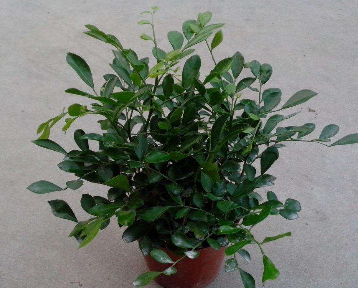  [养盆]乡间趣事！阳台养盆“香水花”，花匠教你5招，花朵洁白精致，花香香飘九里
