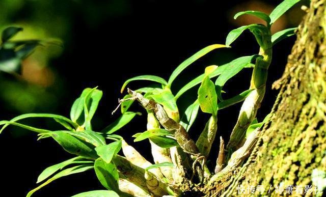 『石斛属植物』石斛一般几月开花该如何养护