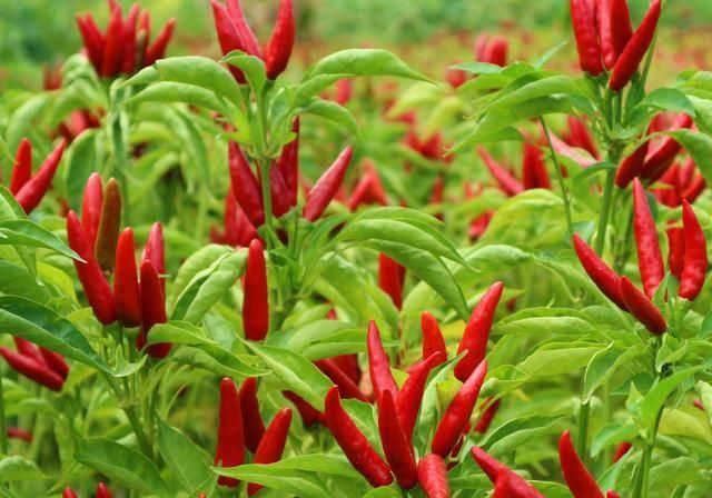  辣椒：农民种植一种辣椒，投入成本小，10亩收入80000元